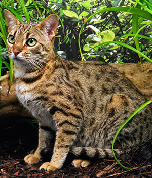 Bengalijos katės