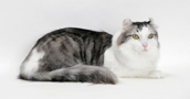 Amerikos riestaausės katės informacija, nuotraukos, vardai, kaina