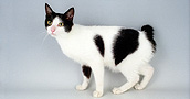 Japonų trumpauodegės katės informacija, nuotraukos, vardai, kaina