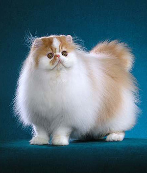 Persų katės