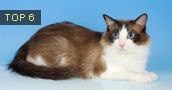 Ragdoll katės (Skudurinė lėlė) informacija, nuotraukos, vardai, kaina