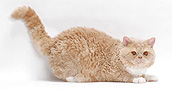 Selkirk Rex katės