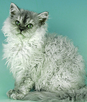 Selkirk Rex katės