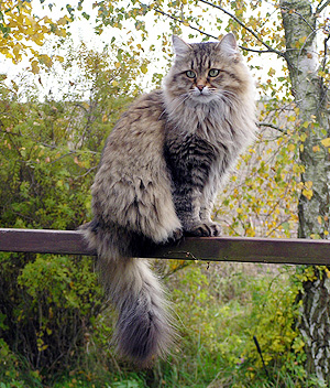 Sibiro katės