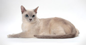 Tonkinese katės