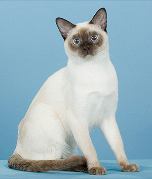 Tonkinese katės